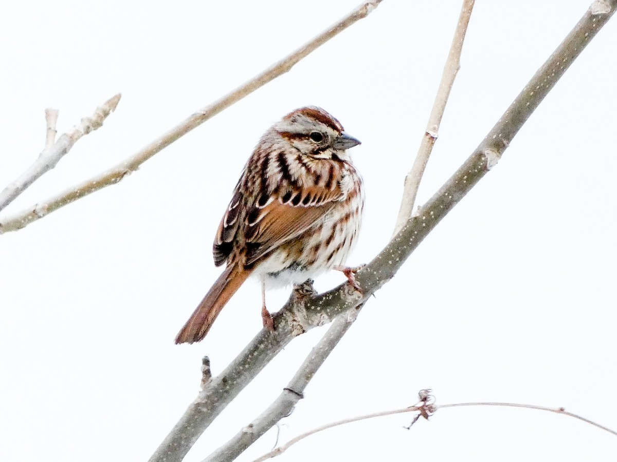 Song Sparrow - ML616545537