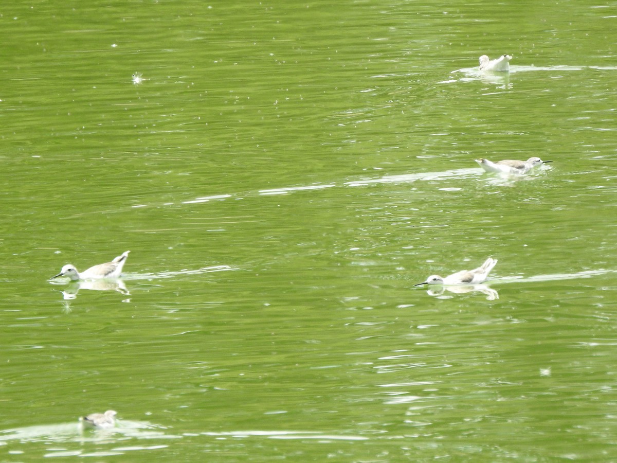 Phalarope de Wilson - ML616545542