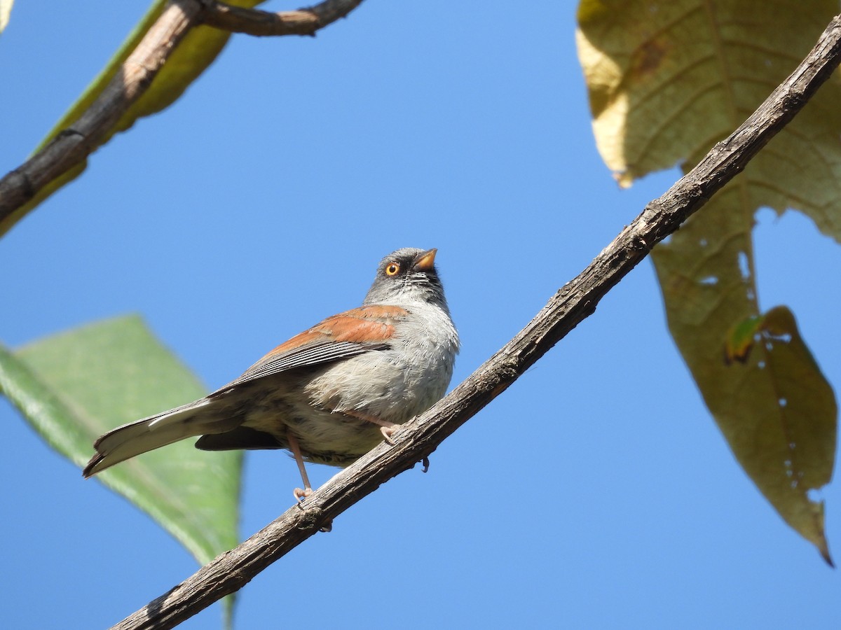 Yellow-eyed Junco (Mexican) - ML616545566