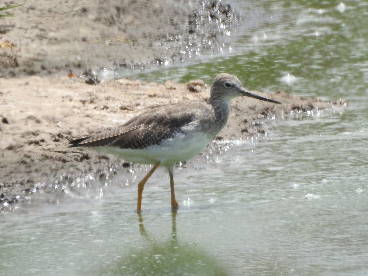 Greater Yellowlegs - ML616545619