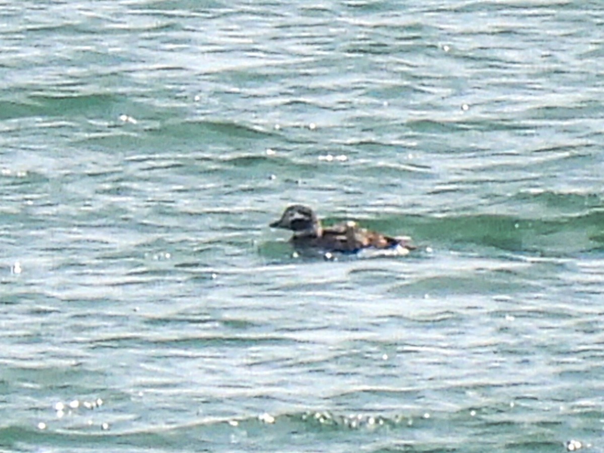 Long-tailed Duck - ML616545635