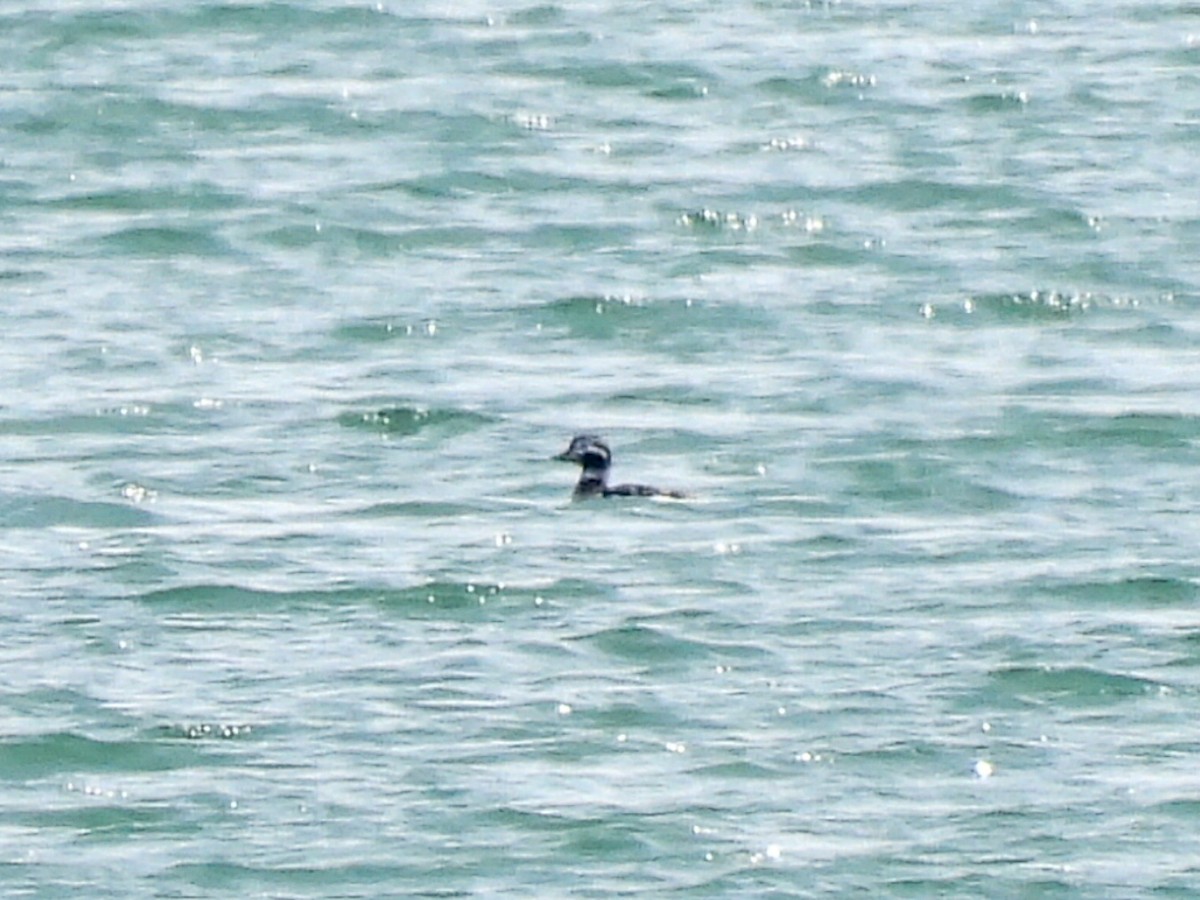 Long-tailed Duck - ML616545636