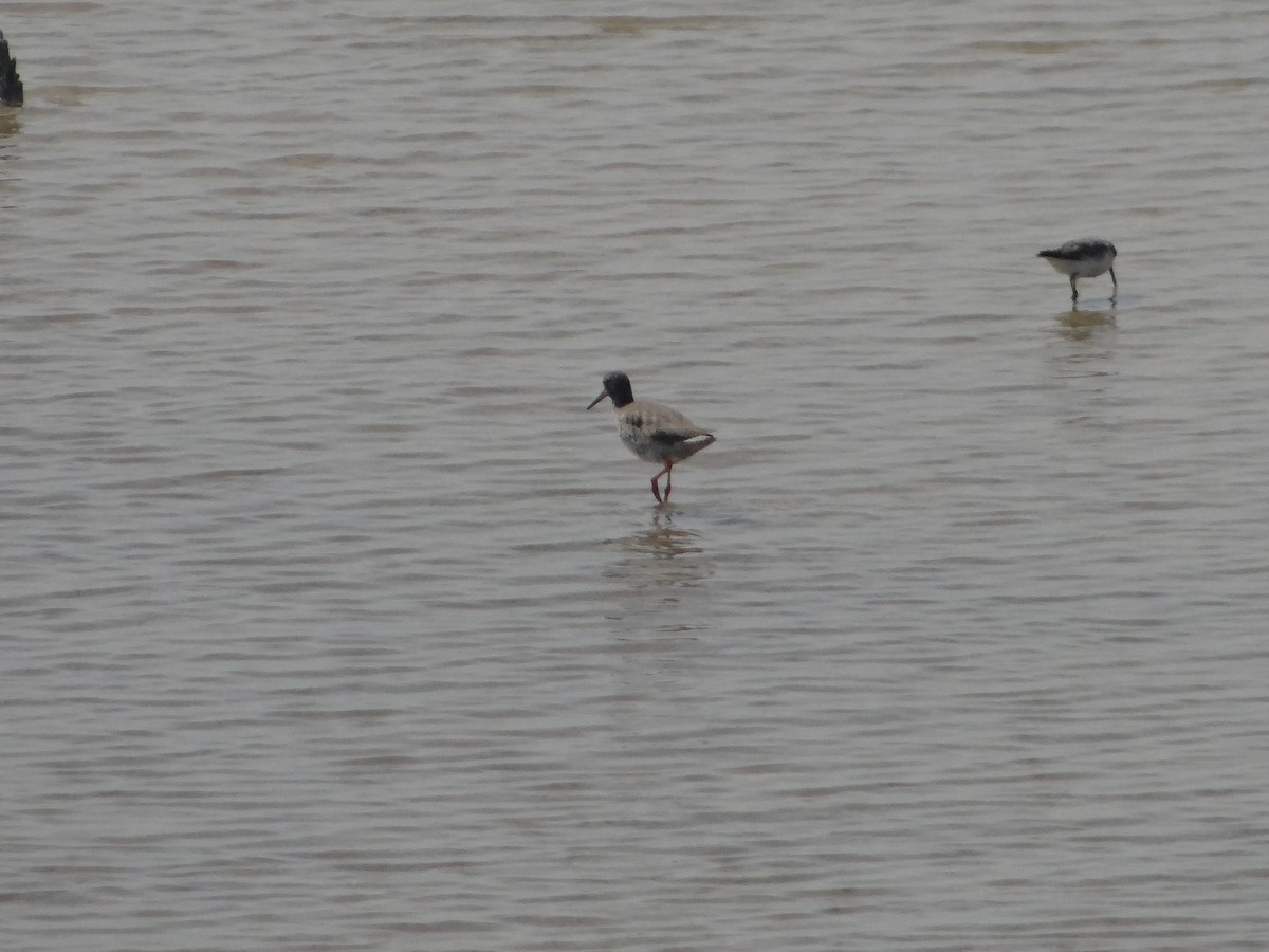 Common Redshank - ML616545694