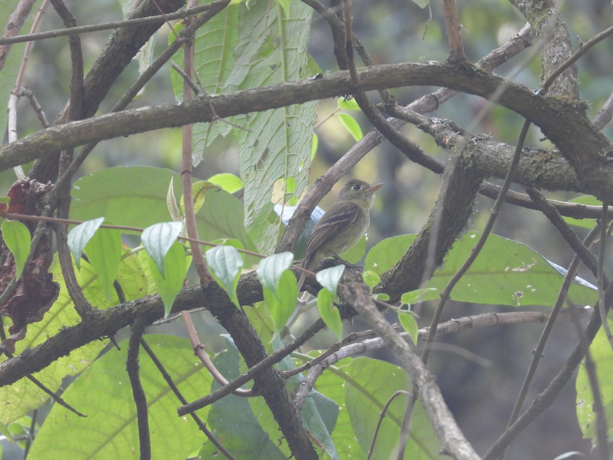 Western Flycatcher (Cordilleran) - ML616545732