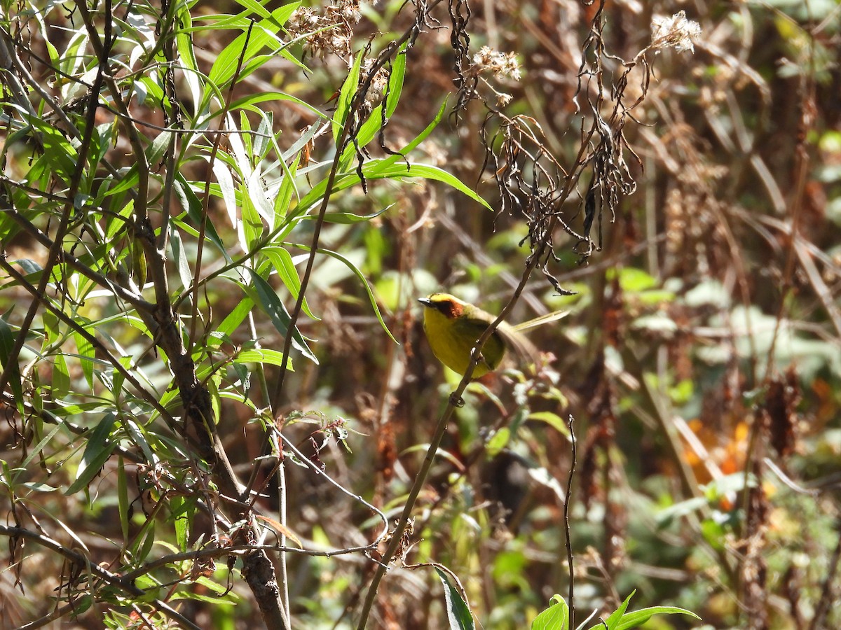 Golden-browed Warbler - ML616545829