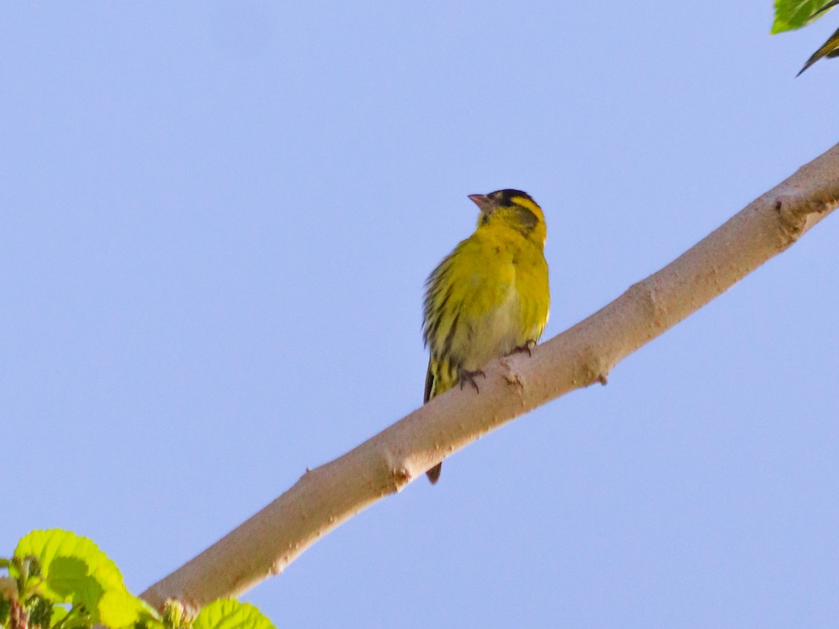 Eurasian Siskin - ML616545865