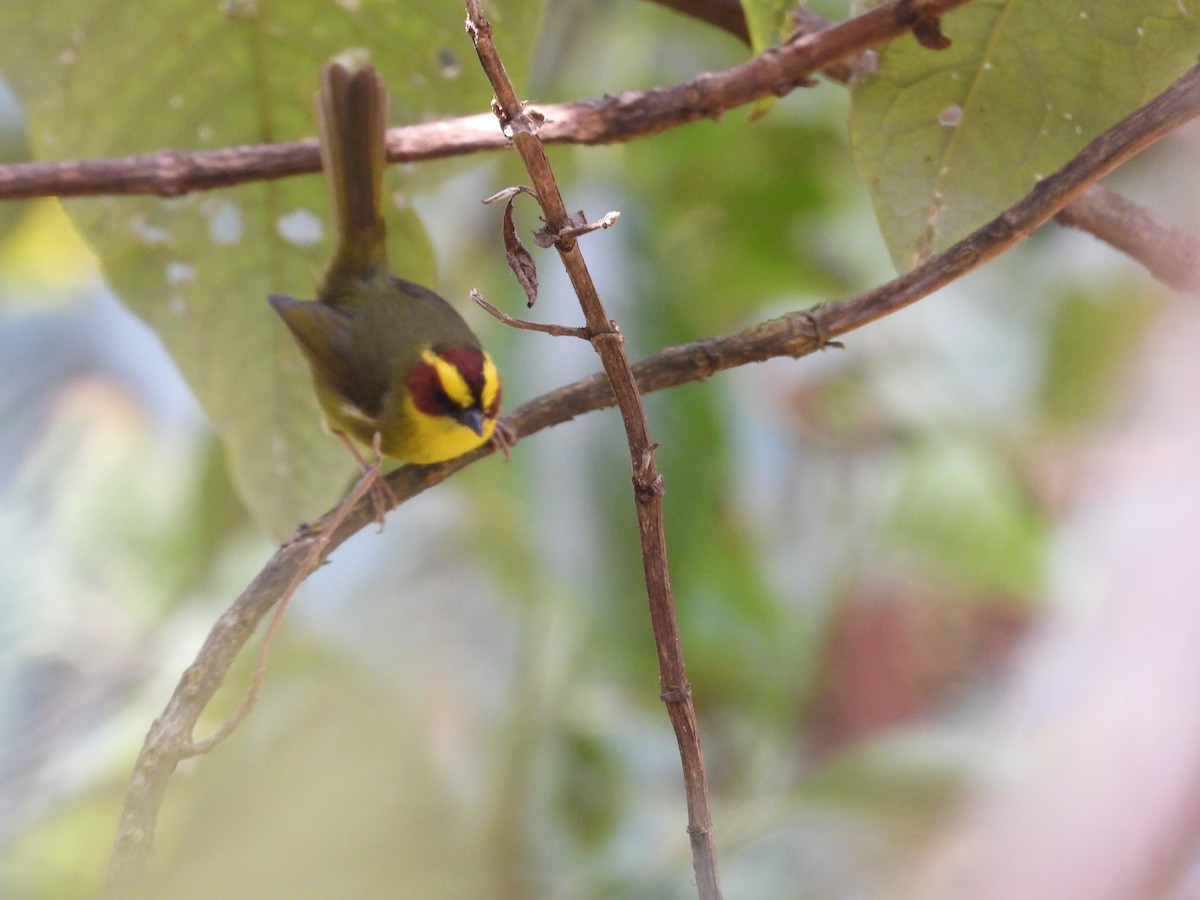 Golden-browed Warbler - ML616545877