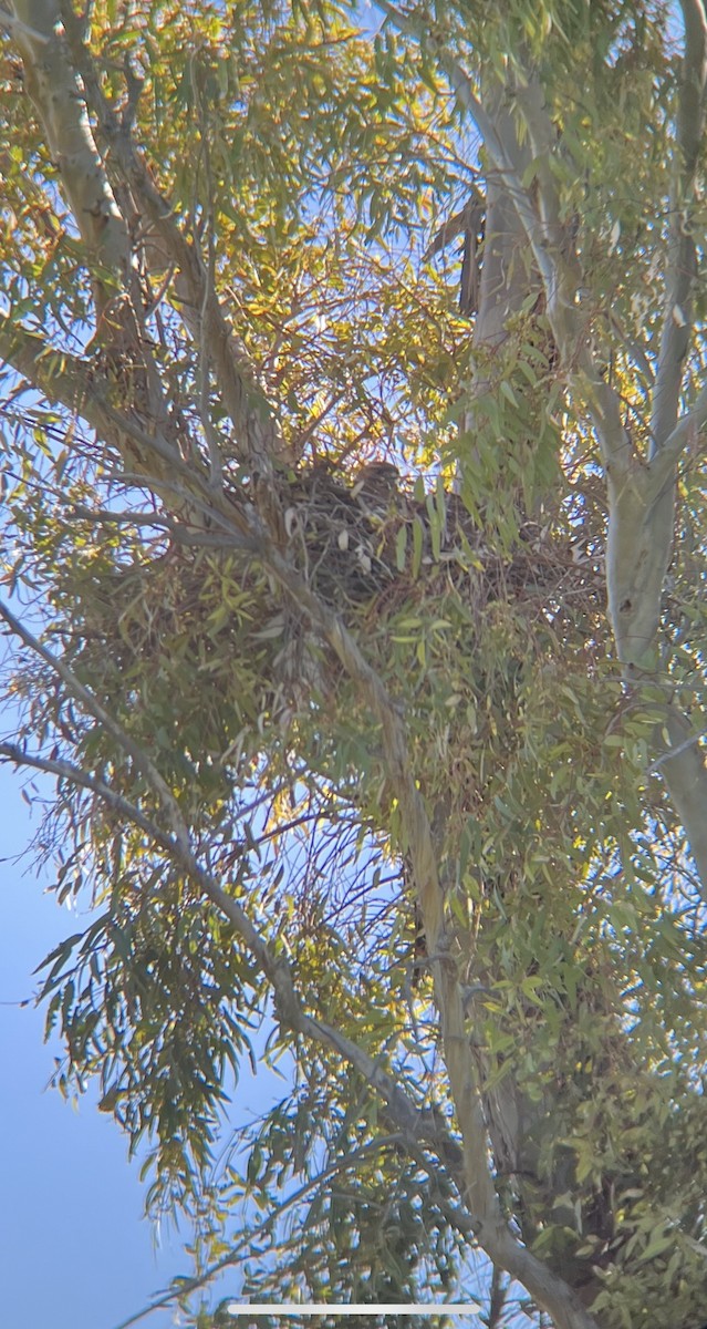 Red-tailed Hawk - ML616545923