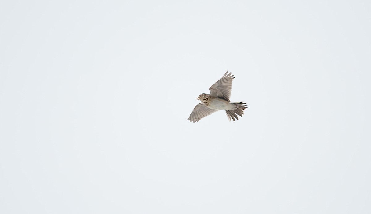 Eurasian Skylark (European) - Eric Francois Roualet