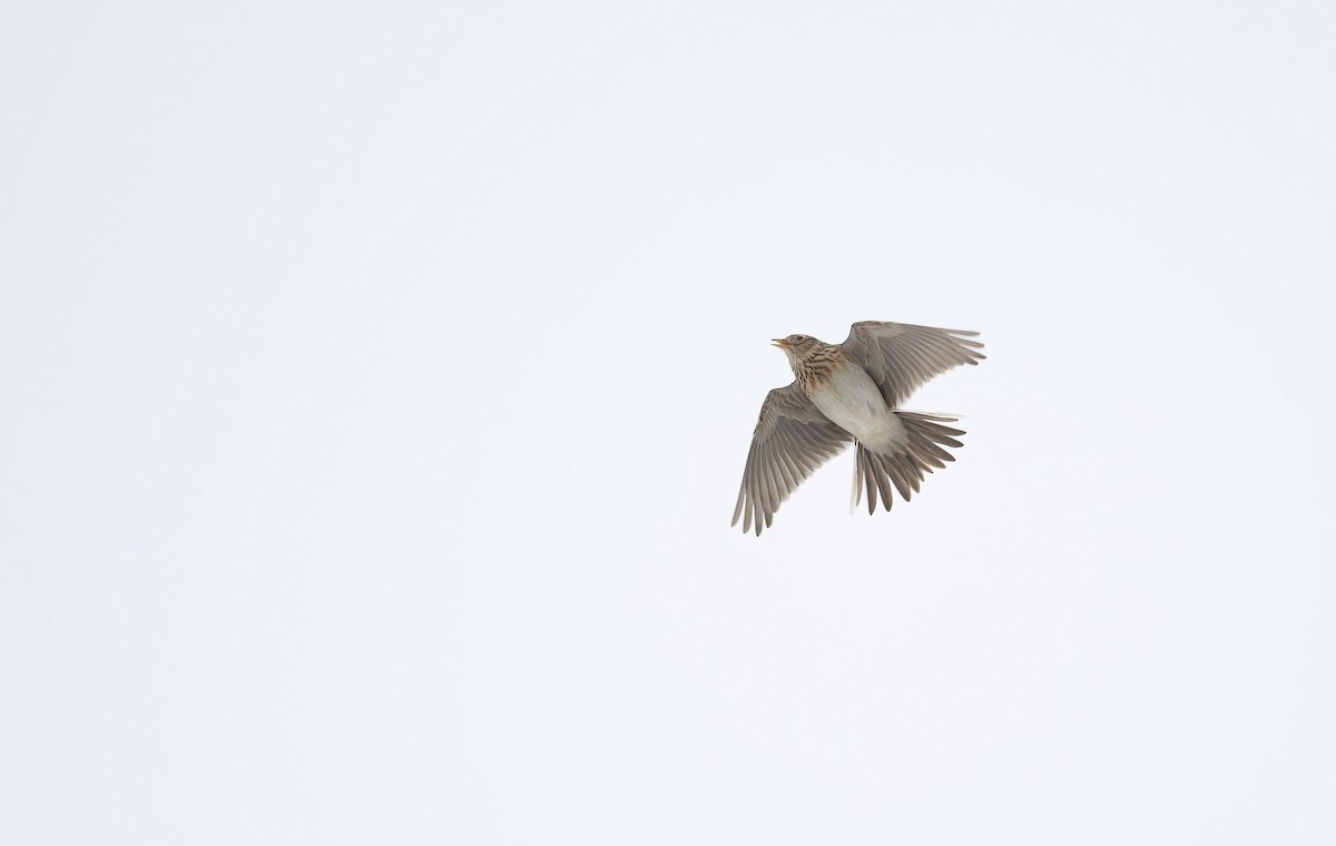 Eurasian Skylark (European) - ML616545989