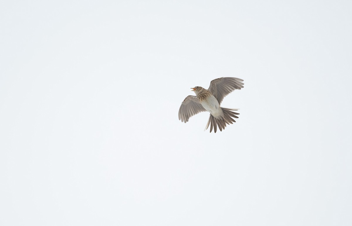 Eurasian Skylark (European) - Eric Francois Roualet