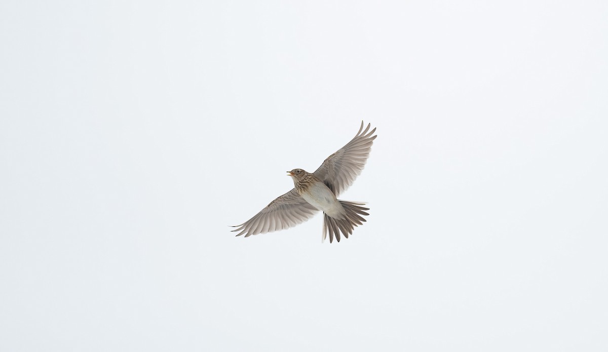 Eurasian Skylark (European) - Eric Francois Roualet