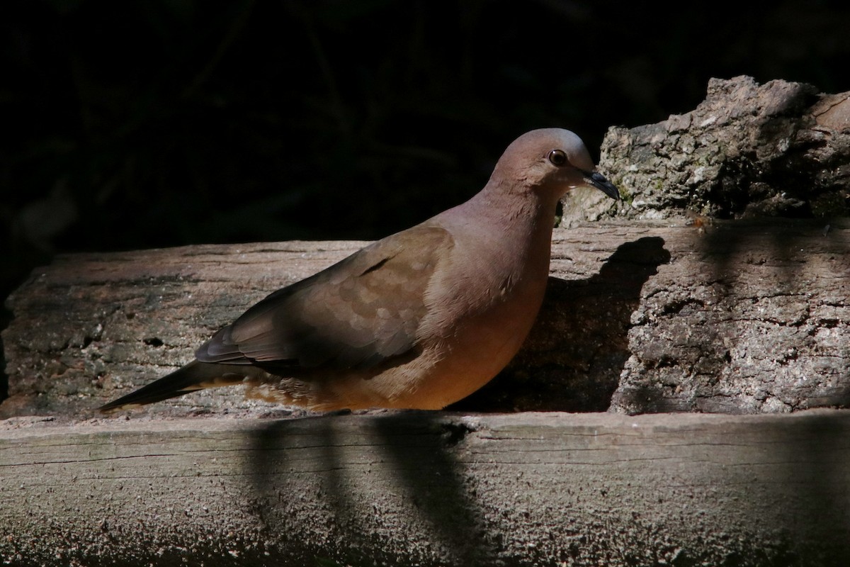 Gray-fronted Dove - ML616545998