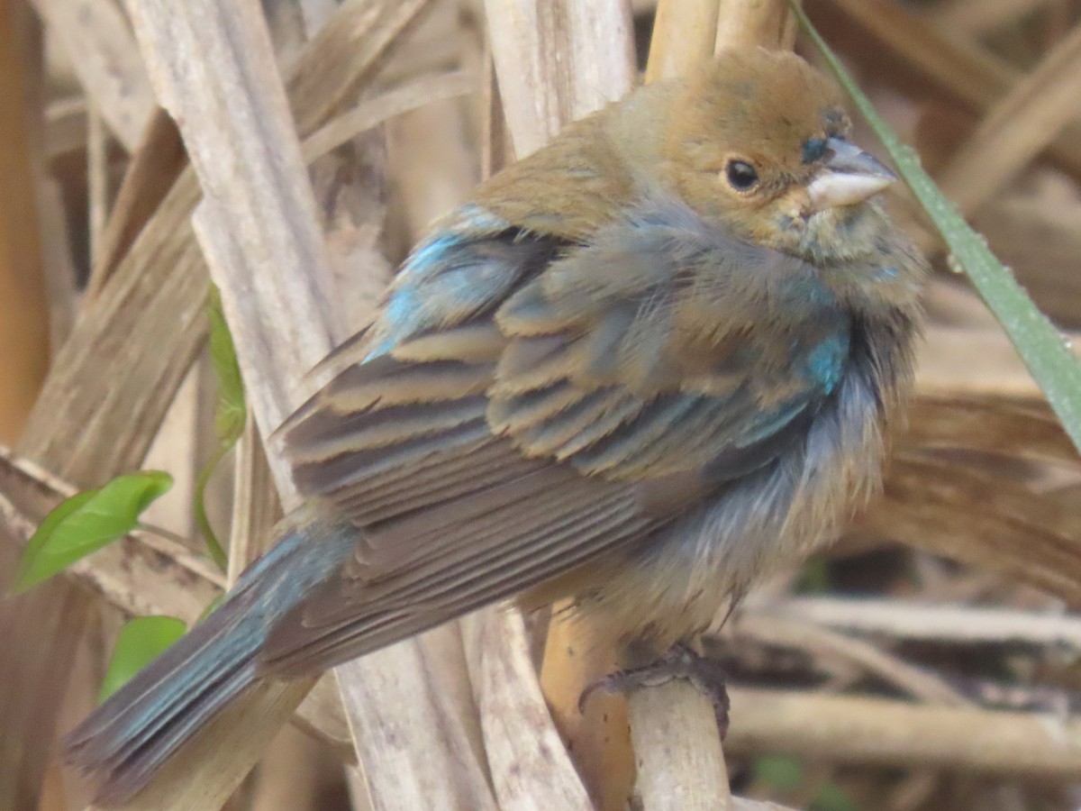 Indigo Bunting - ML616546083