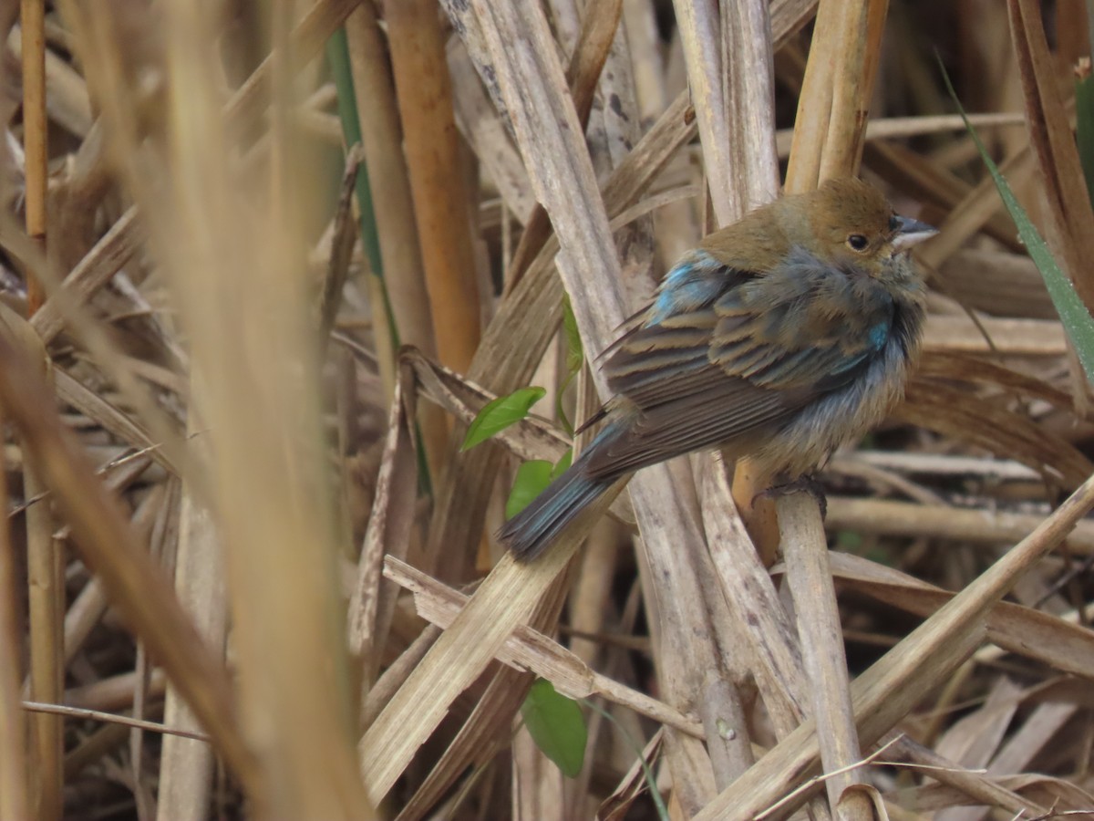 Indigo Bunting - ML616546084