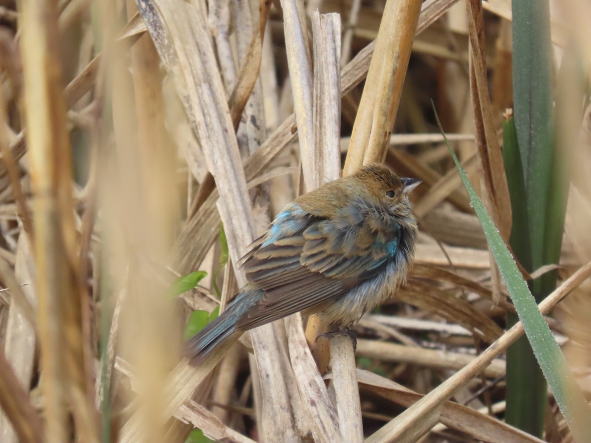 Indigo Bunting - ML616546086