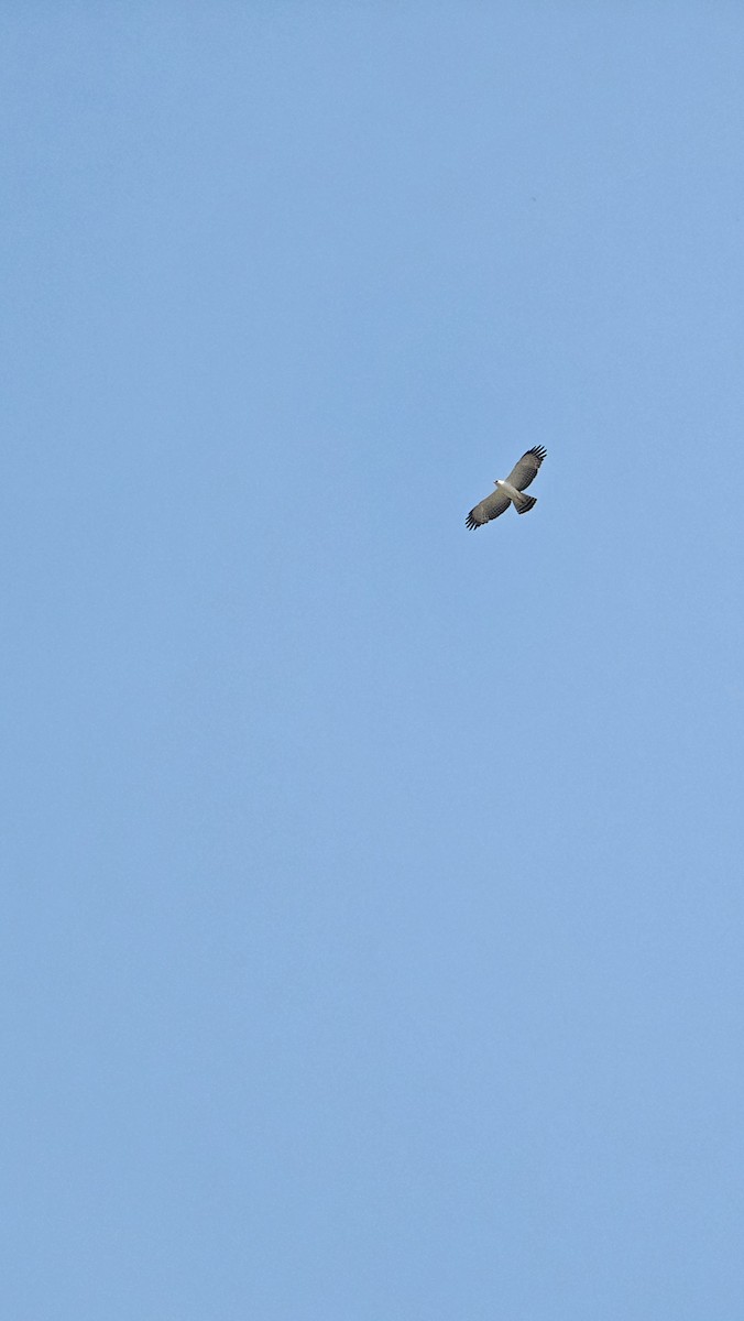 Black-and-white Hawk-Eagle - Roni Martinez