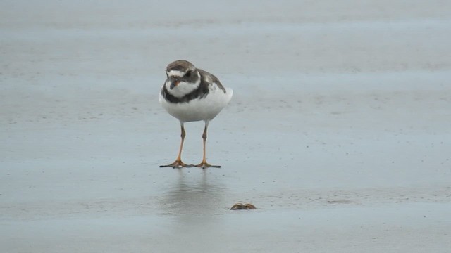Semipalmated Plover - ML616546118