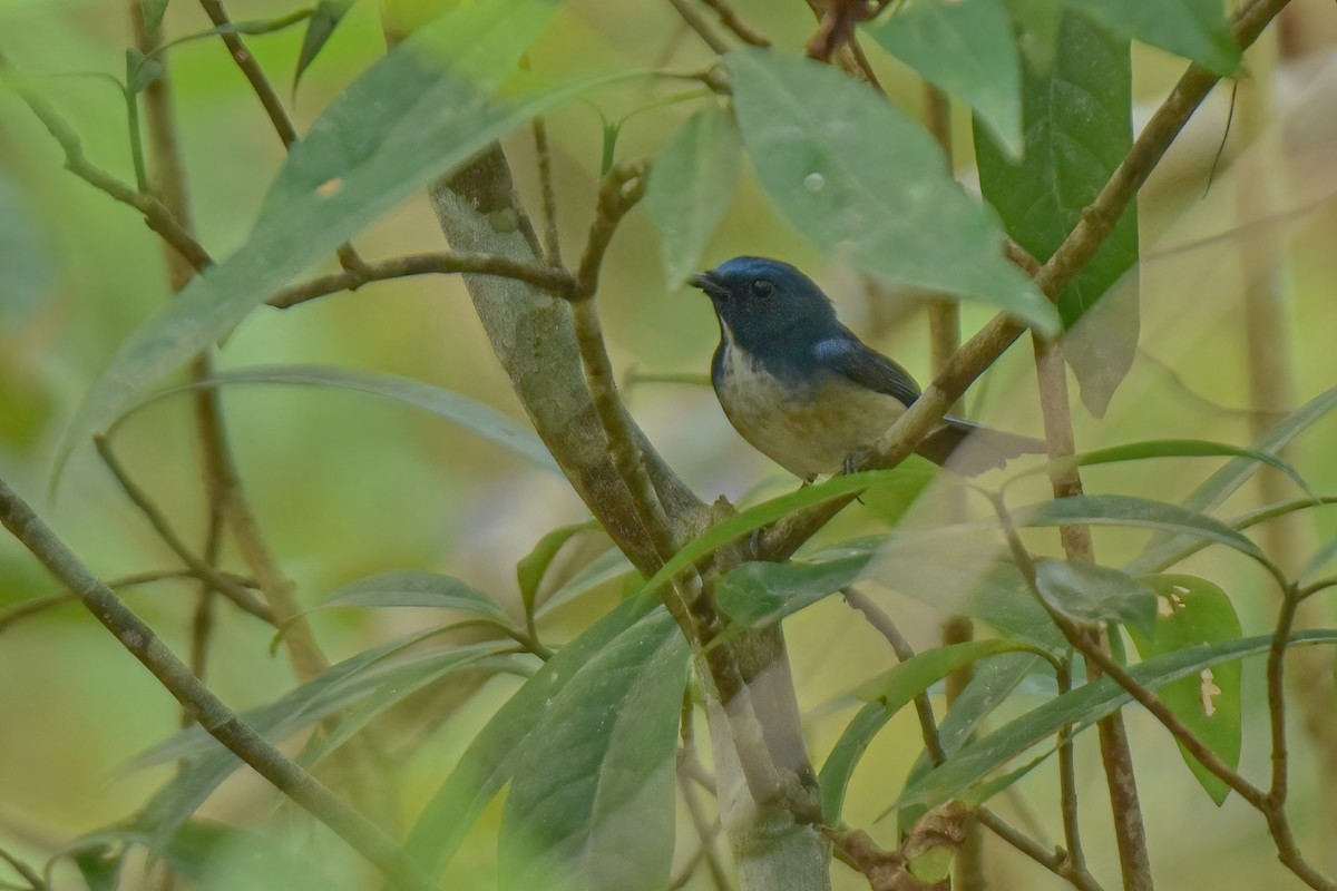 Hainan Blue Flycatcher - ML616546163