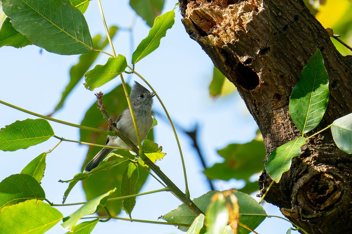 Oak Titmouse - ML616546175