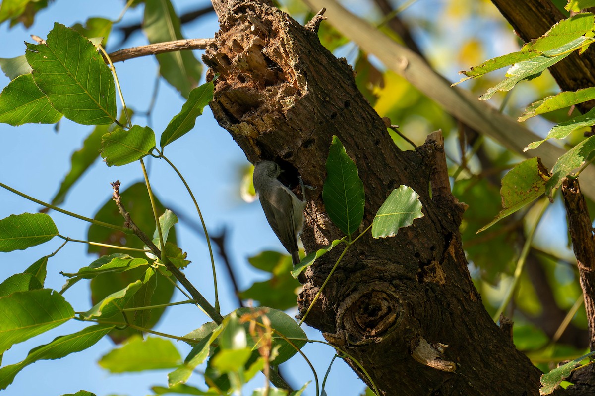 Oak Titmouse - ML616546180