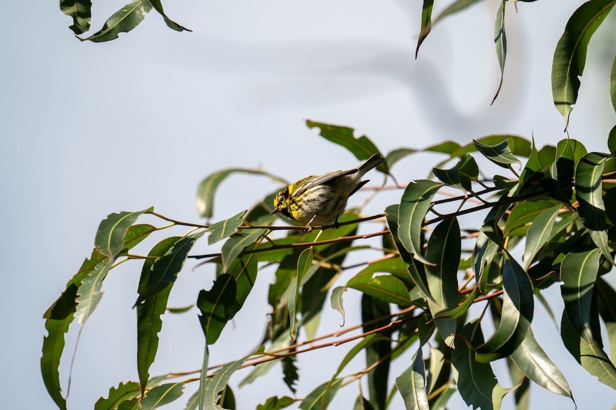 Townsend's Warbler - ML616546188