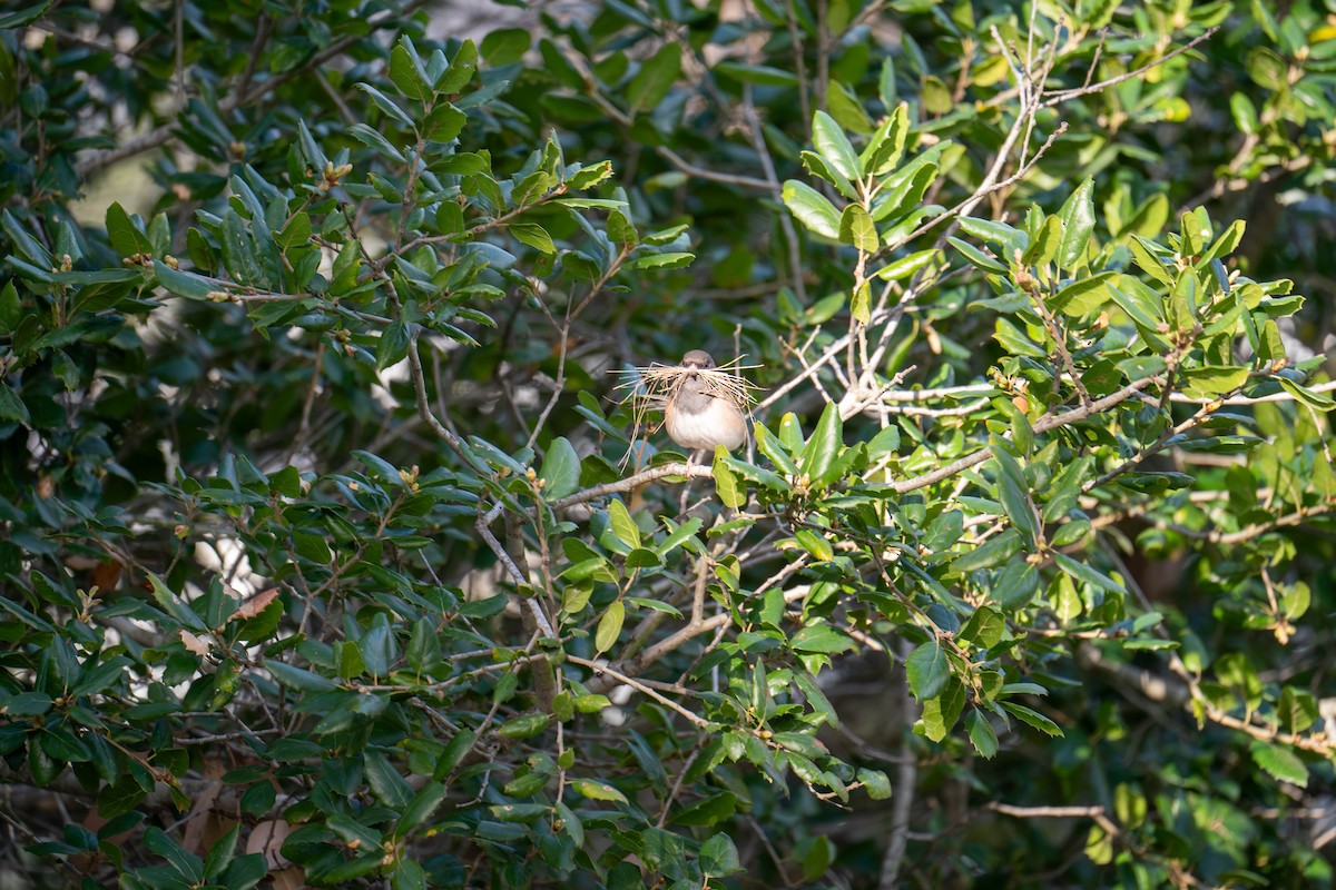 Dark-eyed Junco - ML616546194