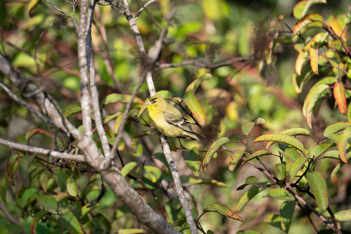 Lesser Goldfinch - ML616546208