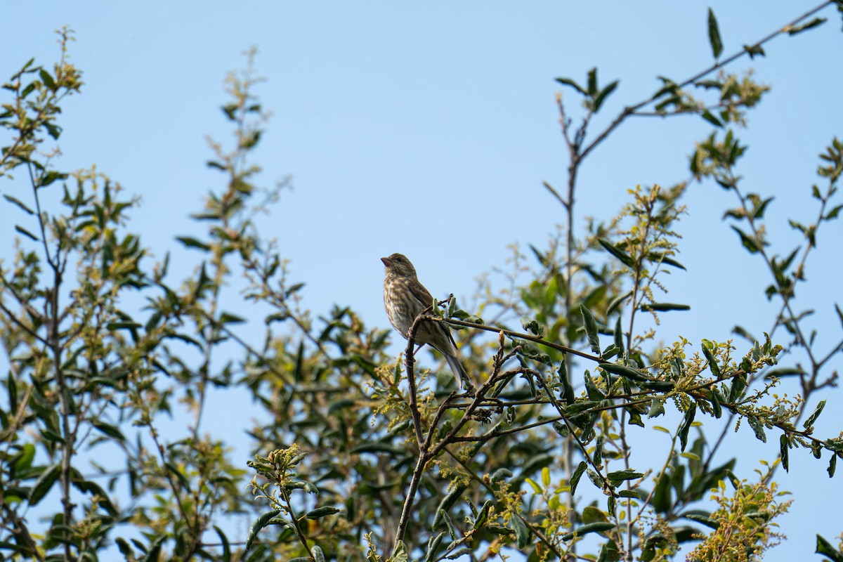 Purple Finch - ML616546276