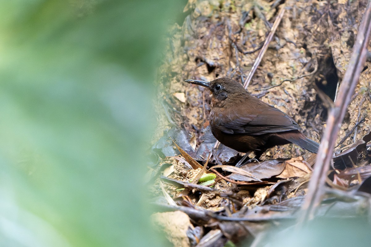 South American Leaftosser (Andean) - ML616546287