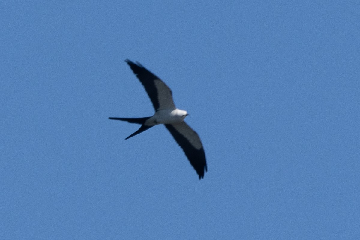 Swallow-tailed Kite - ML616546290