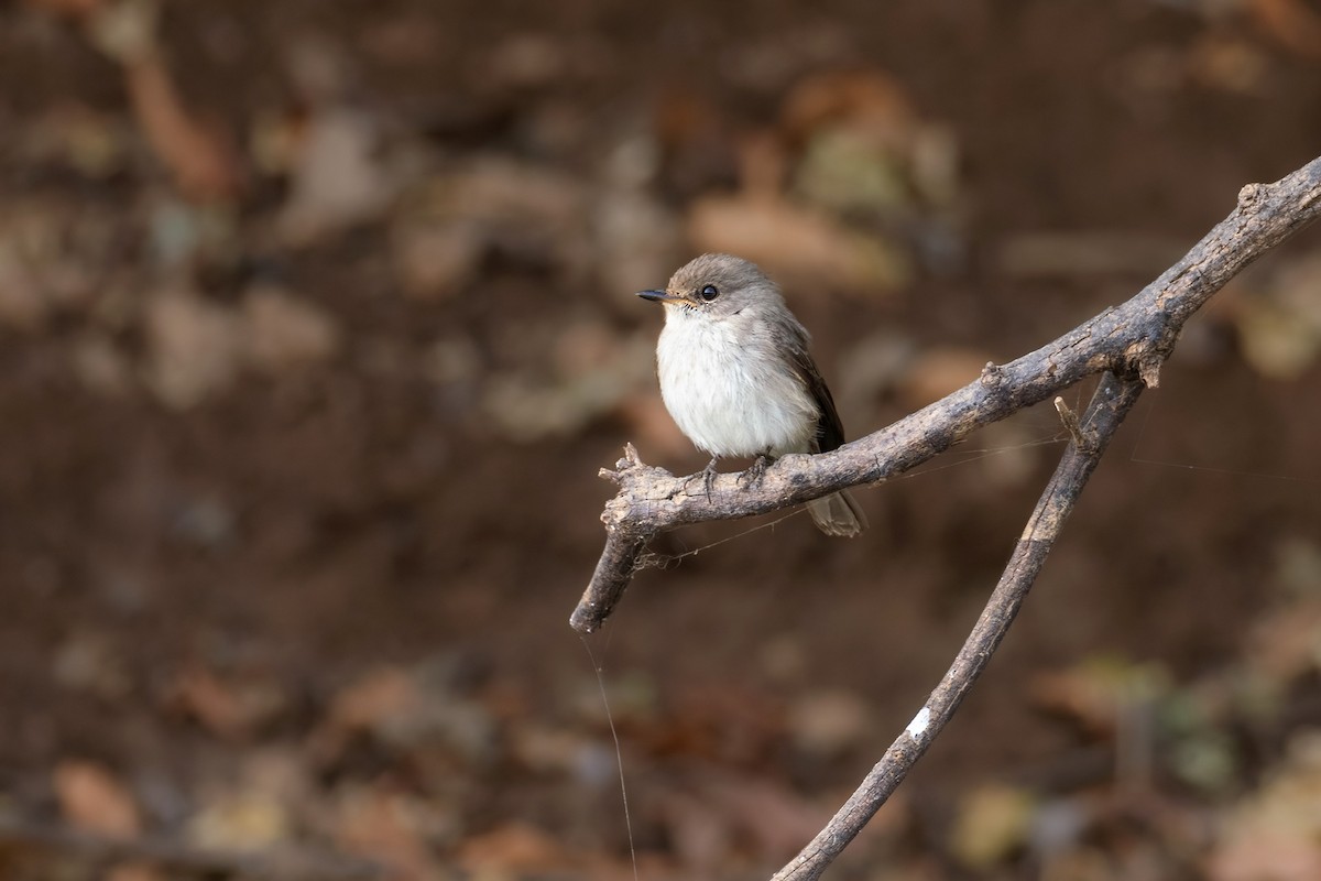 Swamp Flycatcher - ML616546301