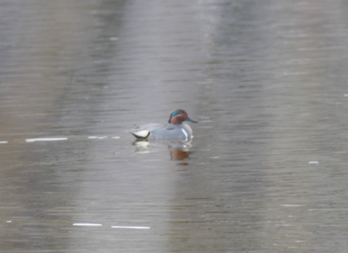 Green-winged Teal - ML616546302