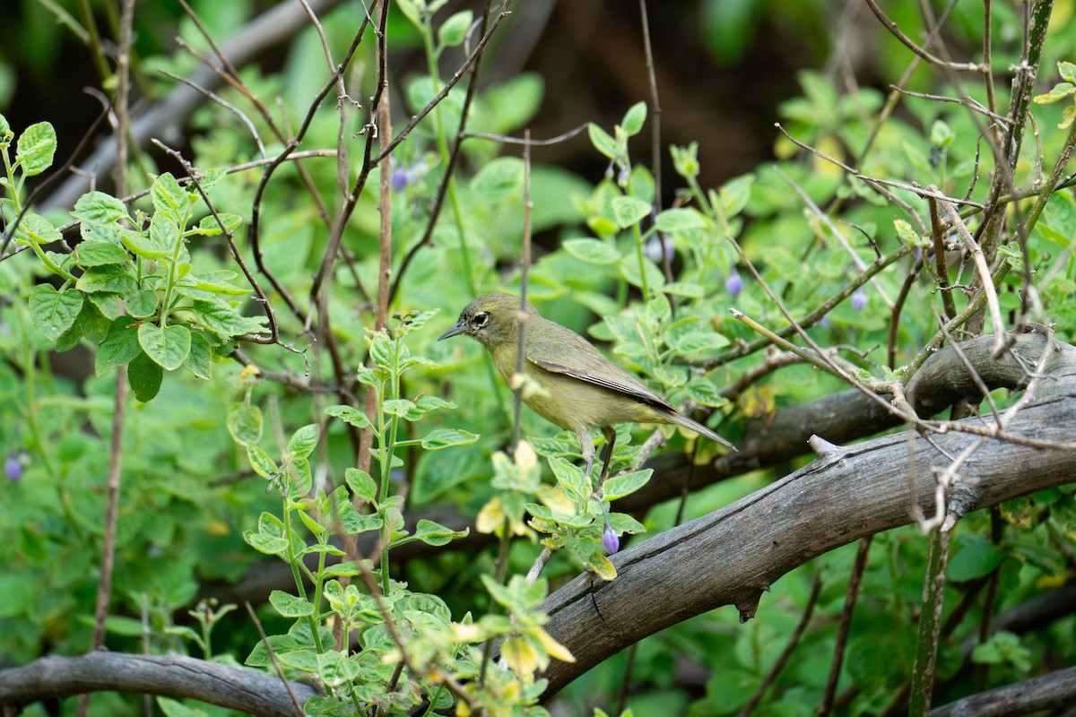 Orange-crowned Warbler - ML616546310