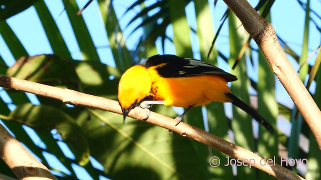 Oriole maculé - ML616546312