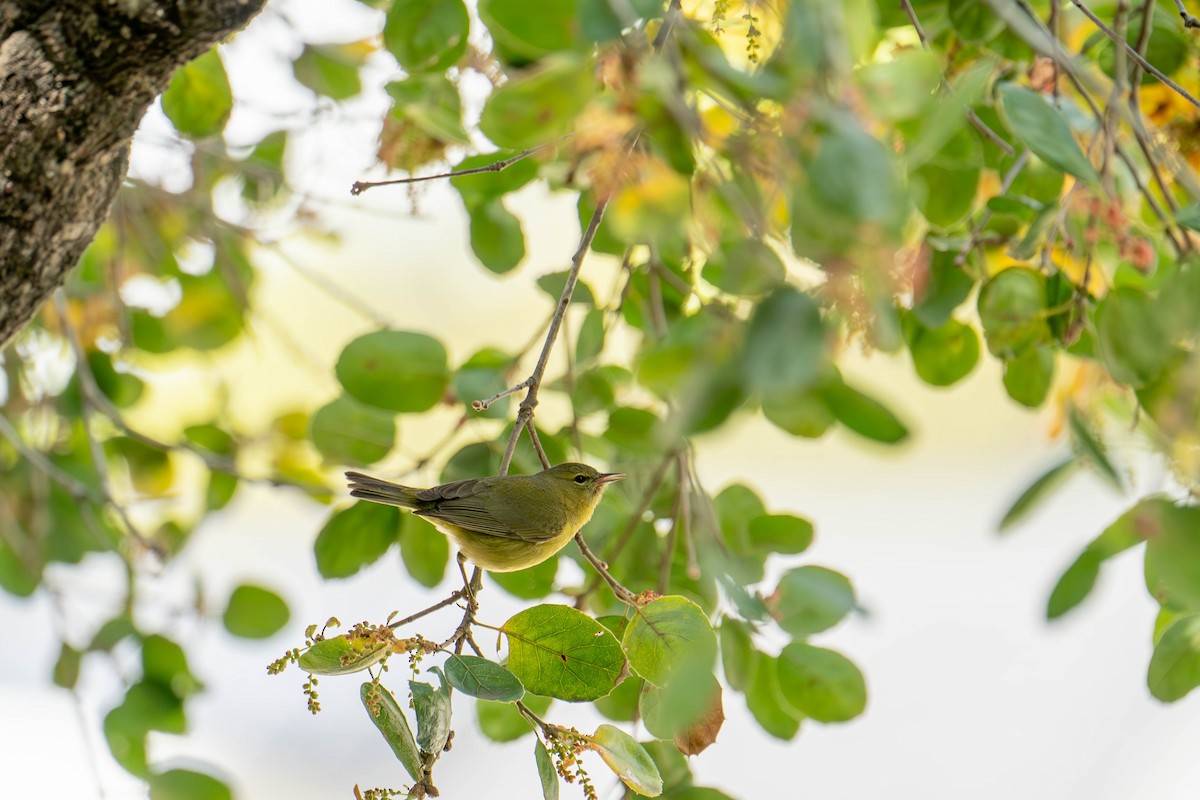 Orange-crowned Warbler - ML616546325
