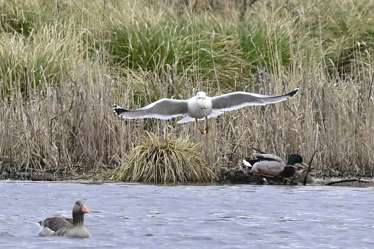 Yellow-legged Gull - ML616546337