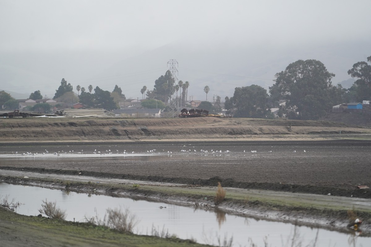 California Gull - ML616546407