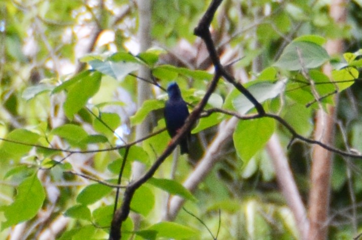 Red-legged Honeycreeper - Mark Golan