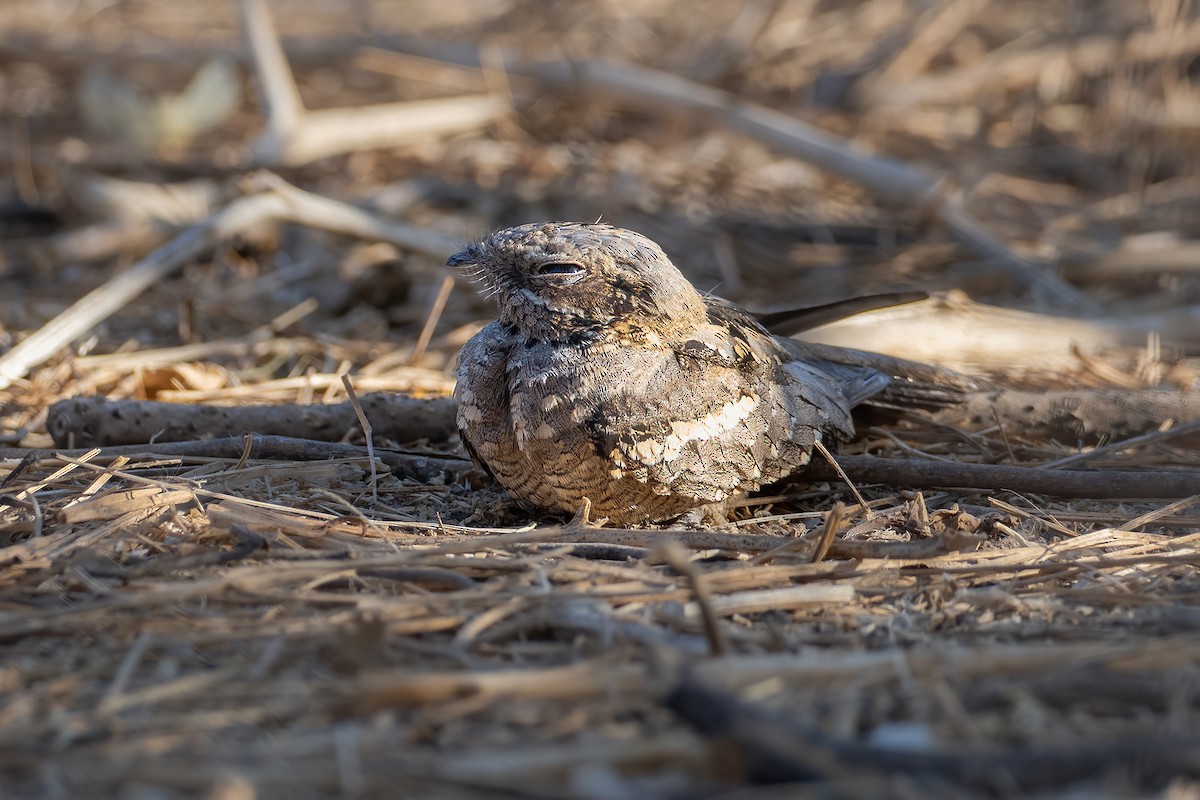 Long-tailed Nightjar - ML616546421