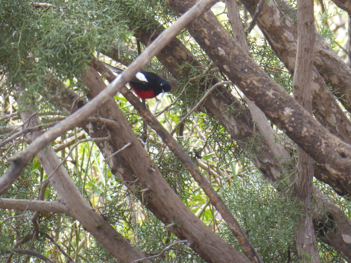 Painted Redstart - ML616546425