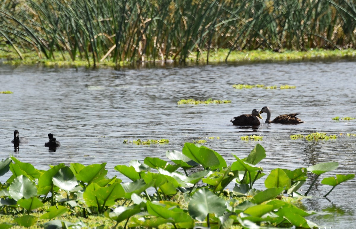 Mottled Duck - ML616546471