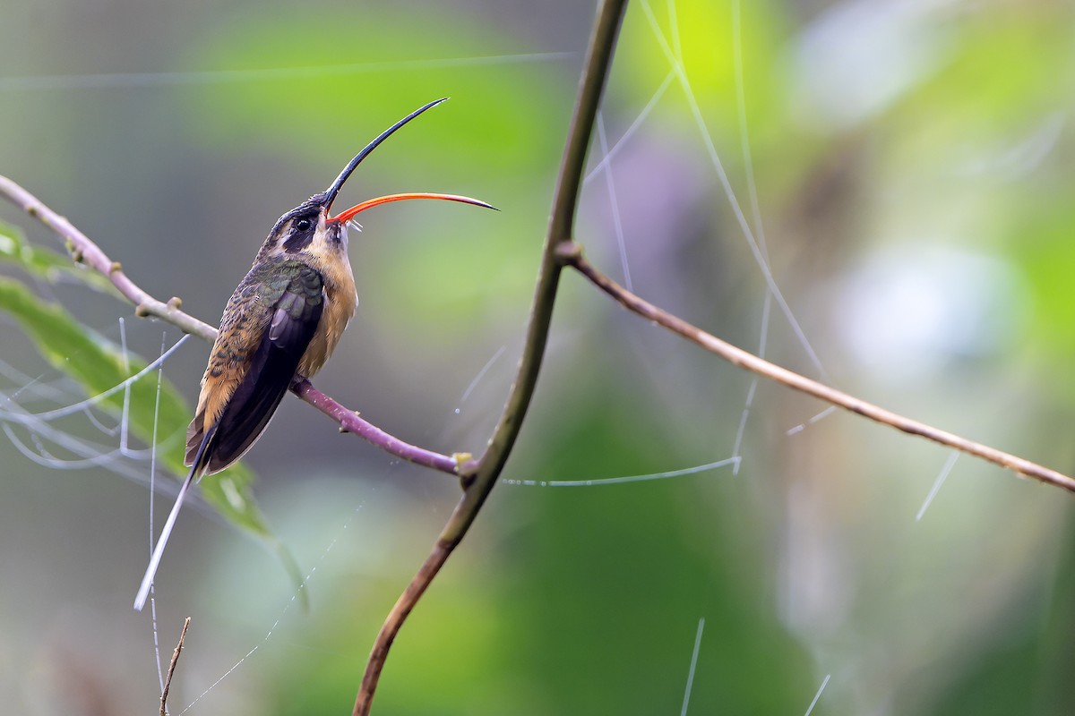 kolibřík dlouhoocasý - ML616546482