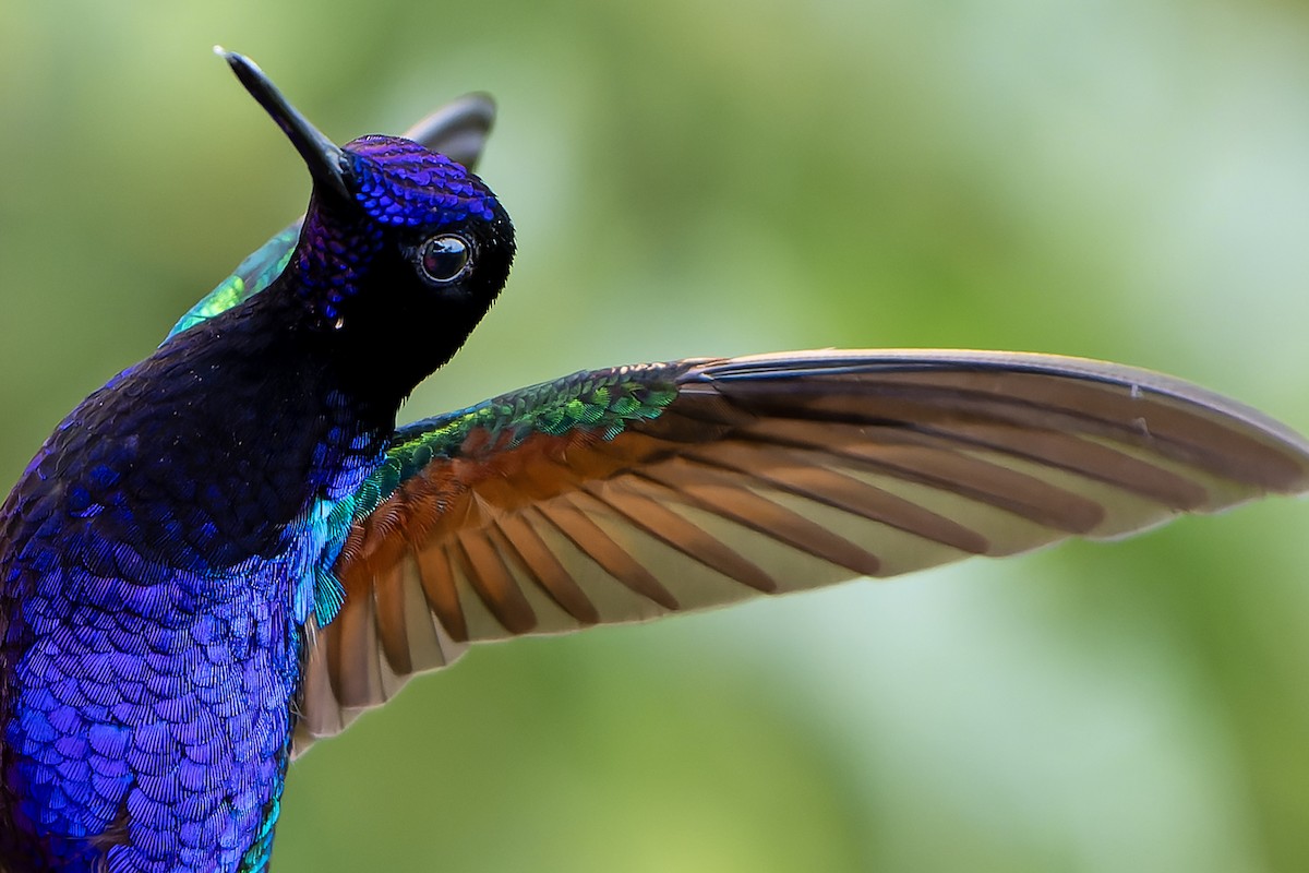 Velvet-purple Coronet - Daniel López-Velasco | Ornis Birding Expeditions