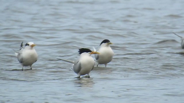 Sandwich Tern - ML616546547