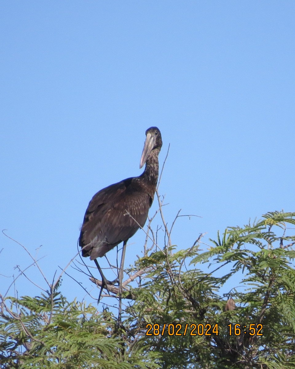 African Openbill - ML616546572