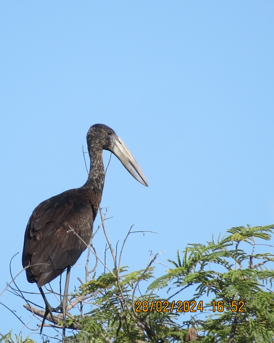 African Openbill - ML616546578