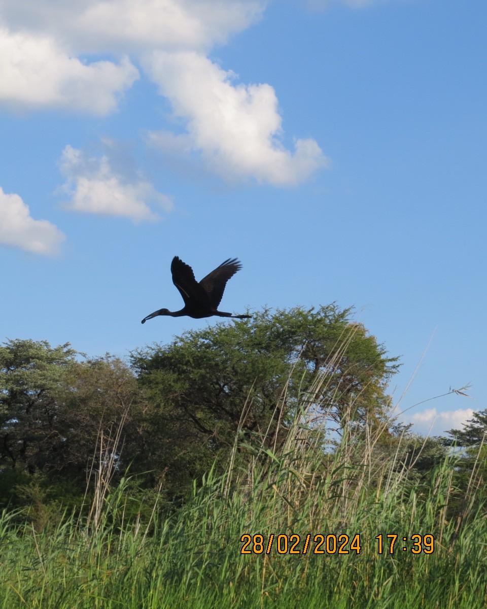 African Openbill - ML616546594