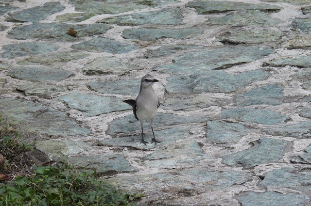 Tropical Mockingbird - ML616546608