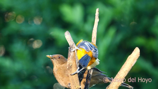 Spot-breasted Oriole - ML616546620